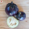 aubergine