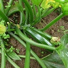 courgette