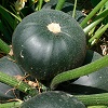 courgette