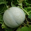 melon