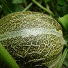 melon