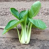 pakchoi