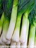 poireau